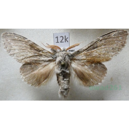 Stauropus fagi (Linnaeus, 1758) male Potwora buczynówka Czech12k